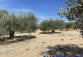 Non developable plot for sale in Caudete ref: TR73672 photo
