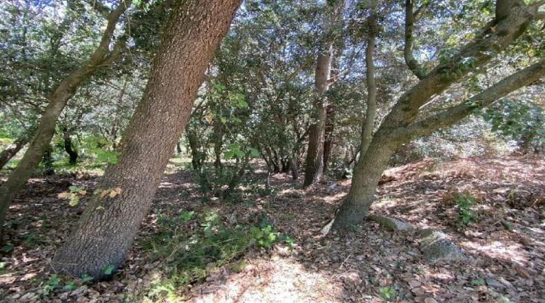 Barcelona - Santa Coloma de Cervelló - 2348m2