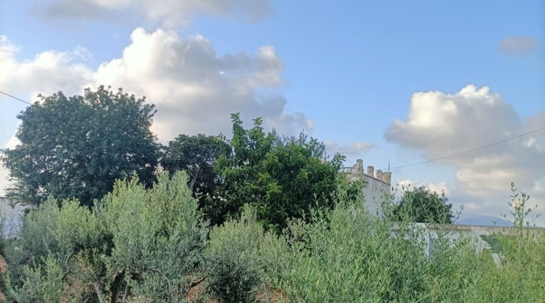 Castellón - Vinaroz - 30000m2