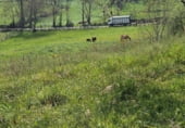Land for sale in Viriu ref: TR189668 photo