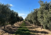 Non developable plot for sale in 37.62173174308729, Écija, ref: TR211703 photo