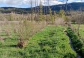 Land for sale in 43GH+867 EL TORNO, El Torno, ref: TR231859 photo