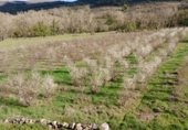 Land for sale in 43GH+867 EL TORNO, El Torno, ref: TR231859 photo