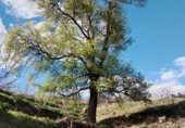 Land for sale in 43GH+867 EL TORNO, El Torno, ref: TR231859 photo