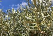 Non developable plot for sale in Cno. Mezalocha - Muel, Mezalocha, ref: TR232975 photo
