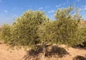 Non developable plot for sale in Cno. Mezalocha - Muel, Mezalocha, ref: TR232975 photo
