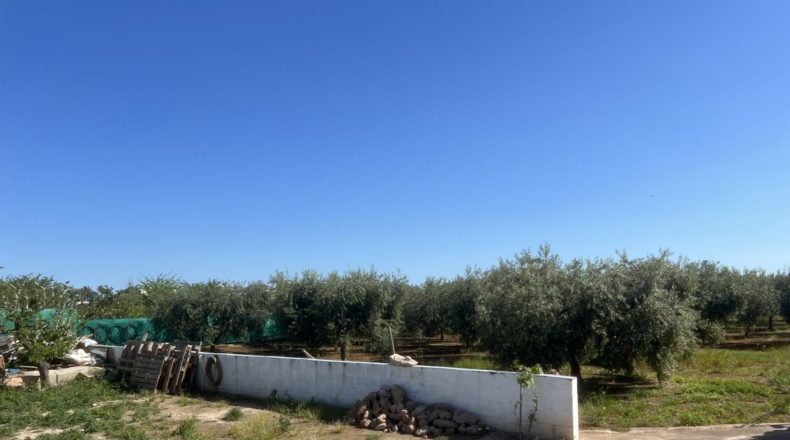 Castellón - Castellón de la Plana - 1729m2